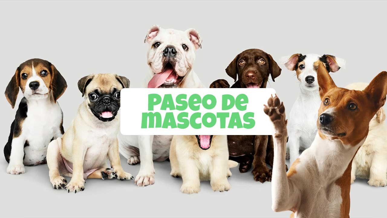 paso-pets